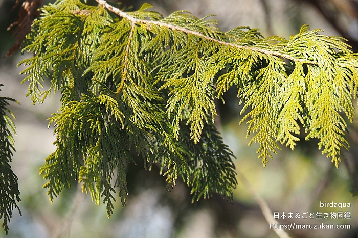 サワラ（植物）
