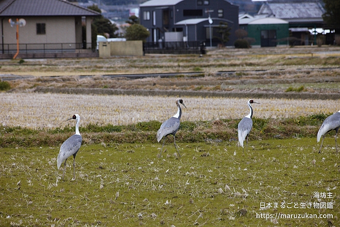 マナヅル