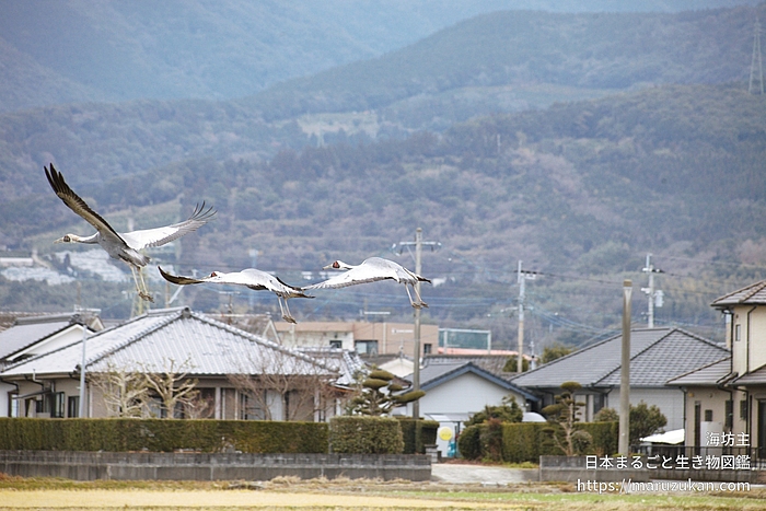マナヅル