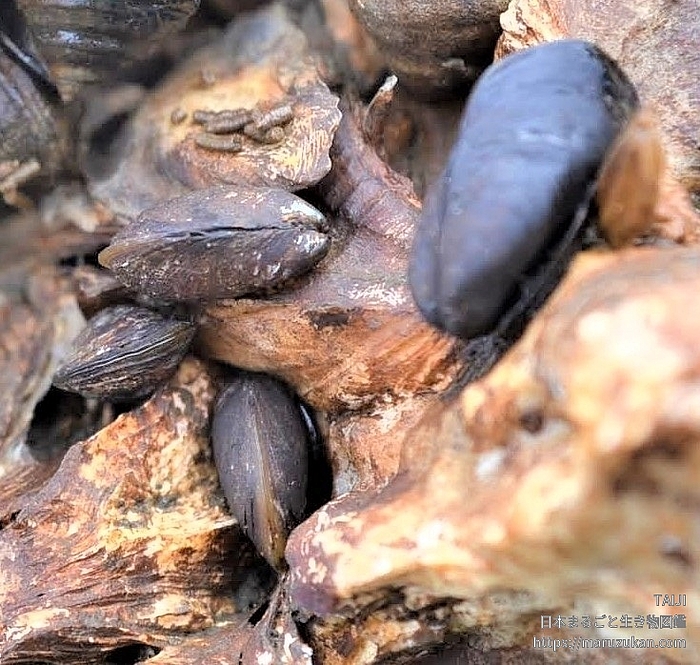 コウロエンカワヒバリガイ