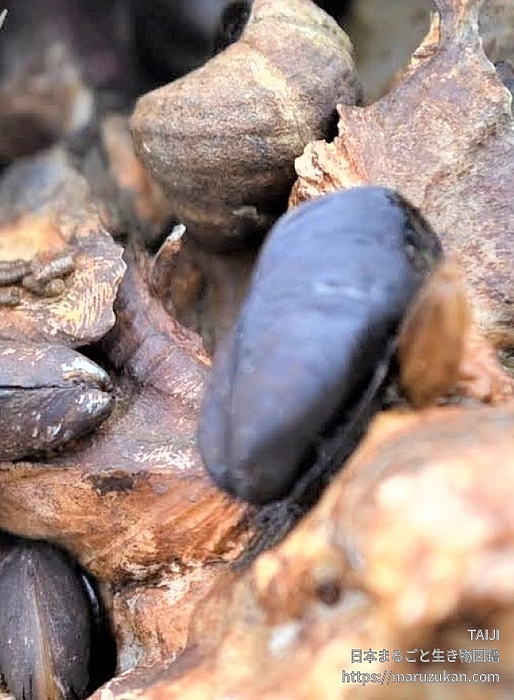 コウロエンカワヒバリガイ