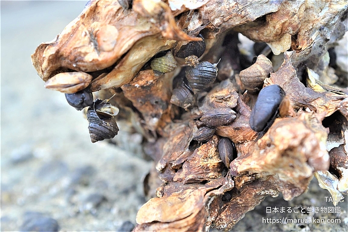 コウロエンカワヒバリガイ