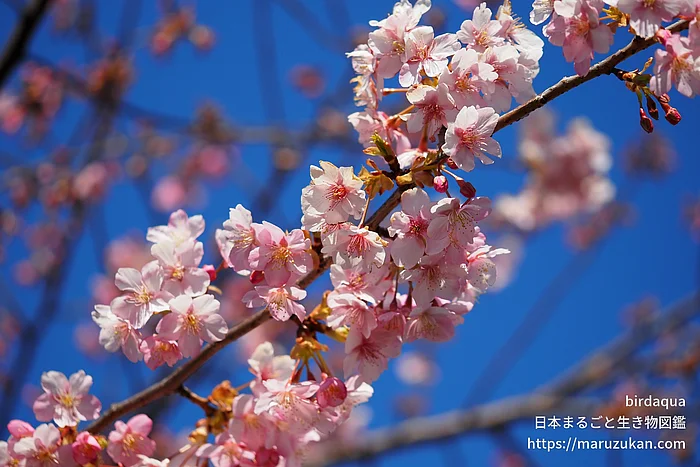 カワヅザクラ（花）の写真