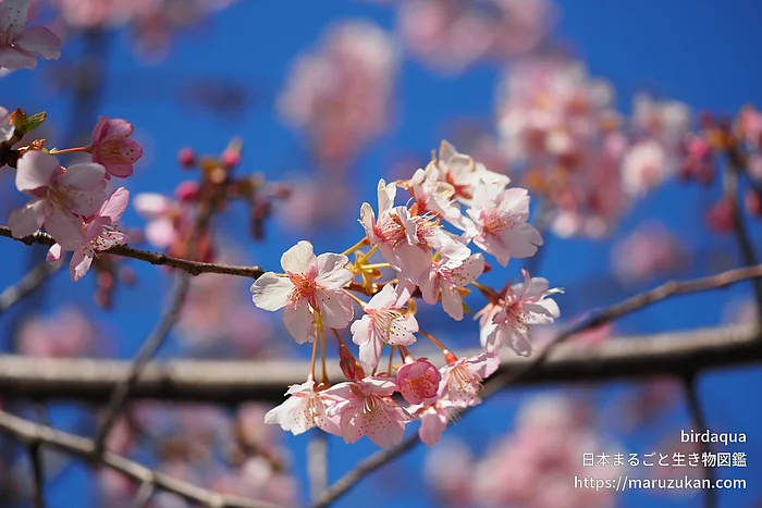 カワヅザクラ（花）の写真