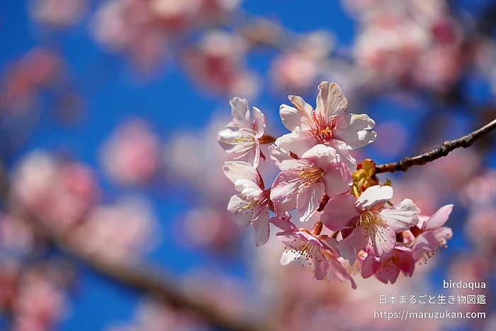 カワヅザクラ（花）の写真