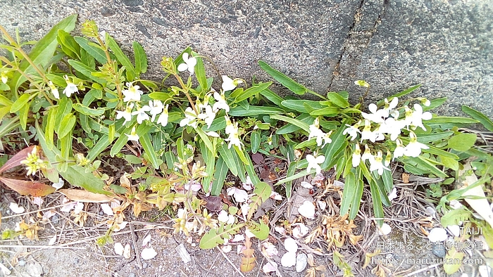 アリアケスミレ