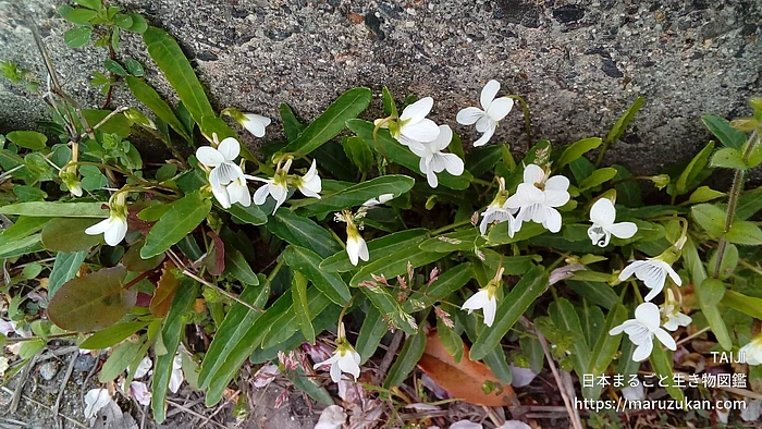 アリアケスミレ（花）の写真