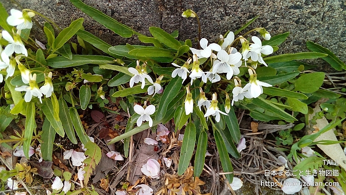 アリアケスミレ