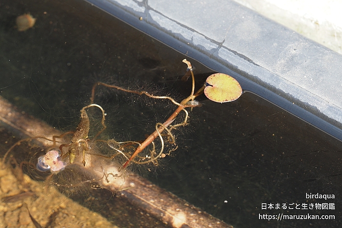 トチカガミ