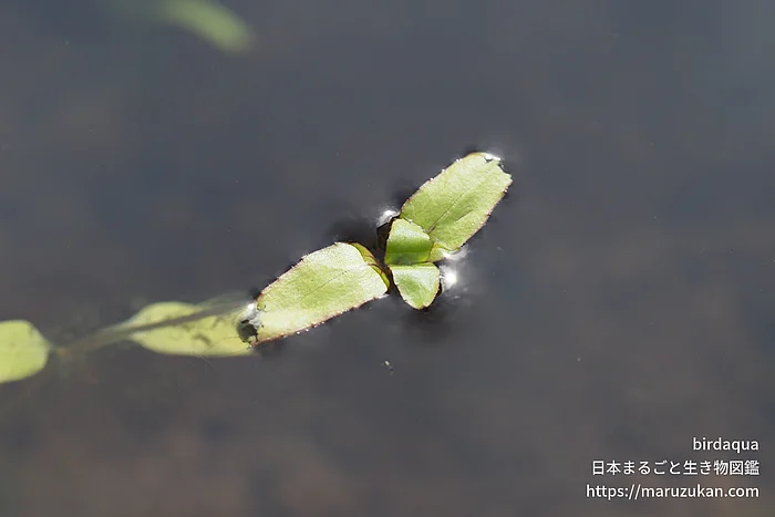 ヒシモドキの写真