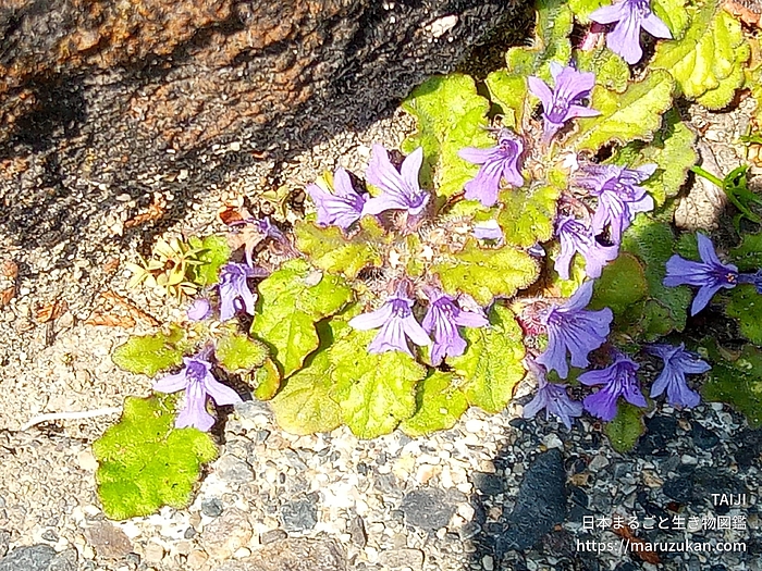 キランソウ