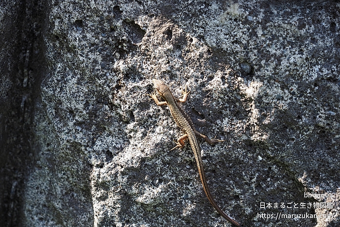 ニホンカナヘビ 
