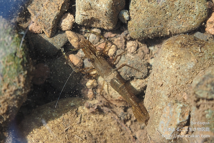 ヒラテテナガエビ