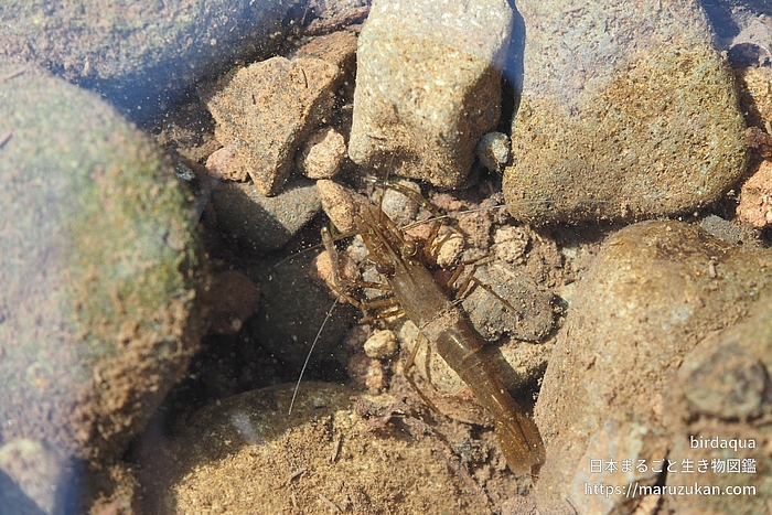 ヒラテテナガエビ