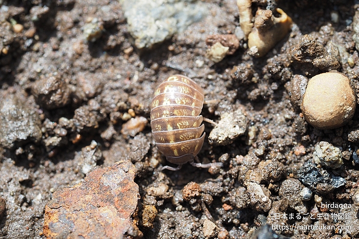 オカダンゴムシ