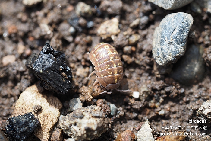 オカダンゴムシ