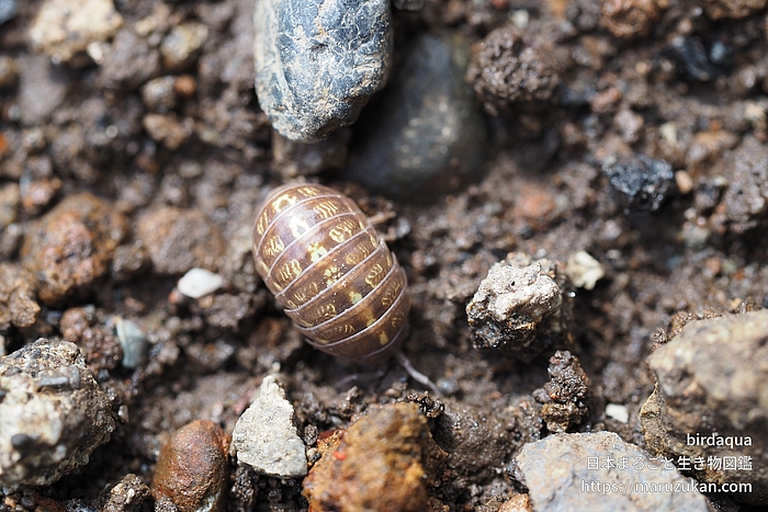 オカダンゴムシ