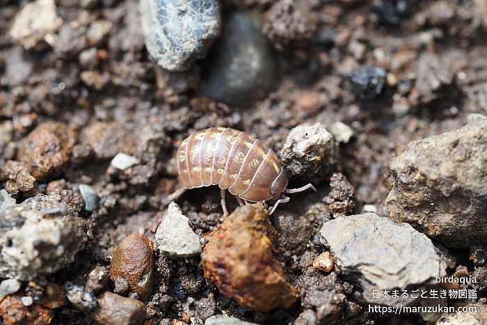 オカダンゴムシ