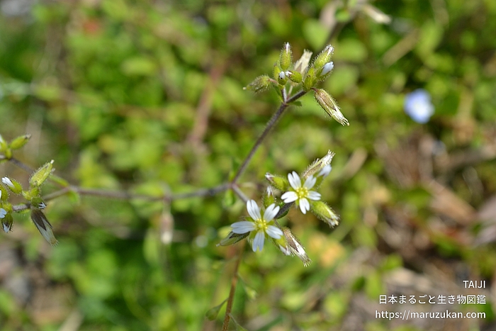 オランダミミナグサ