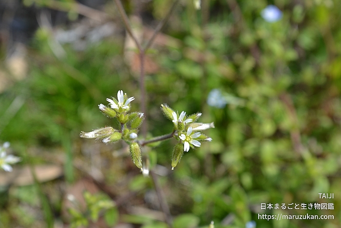 オランダミミナグサ