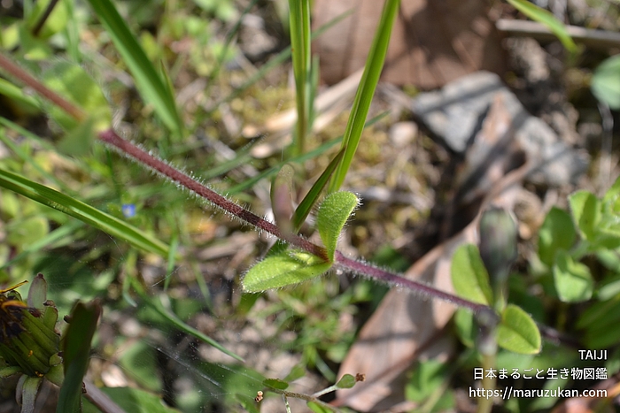 オランダミミナグサ