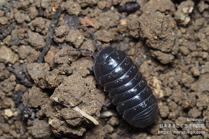 オカダンゴムシ