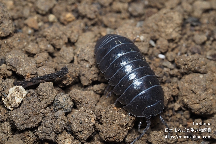 オカダンゴムシ