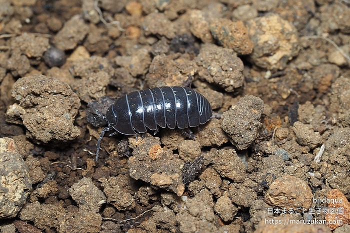 オカダンゴムシ