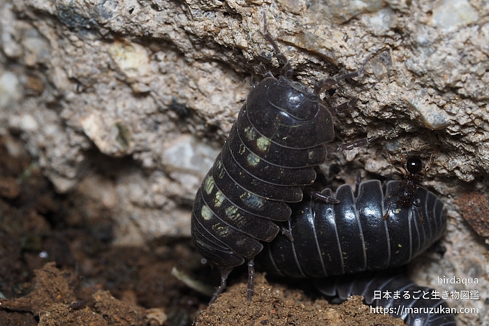 オカダンゴムシ