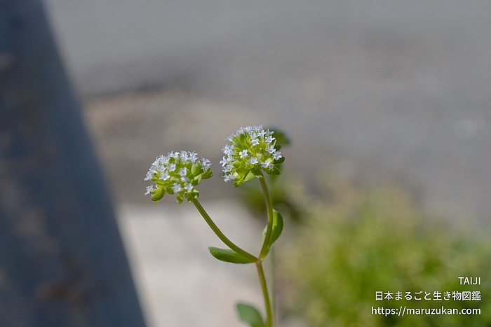 ノヂシャ