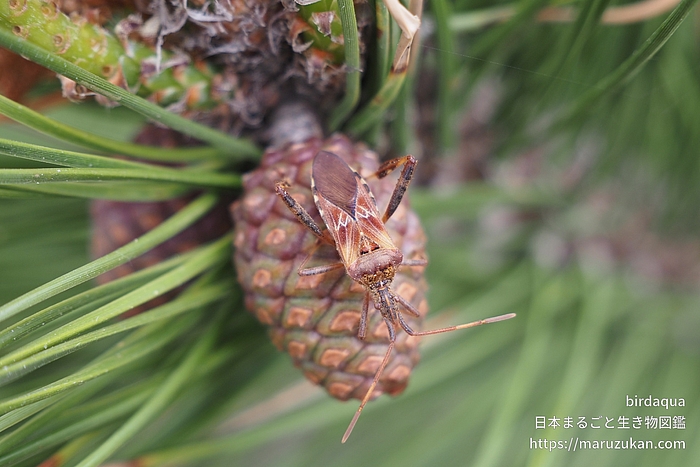 マツヘリカメムシ