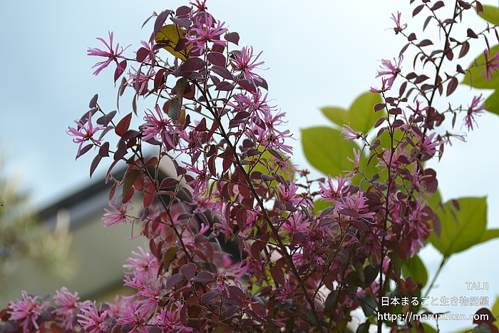 ベニバナトキワマンサク