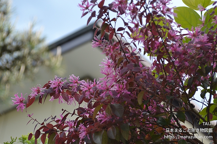 ベニバナトキワマンサク