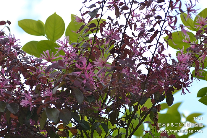 ベニバナトキワマンサク