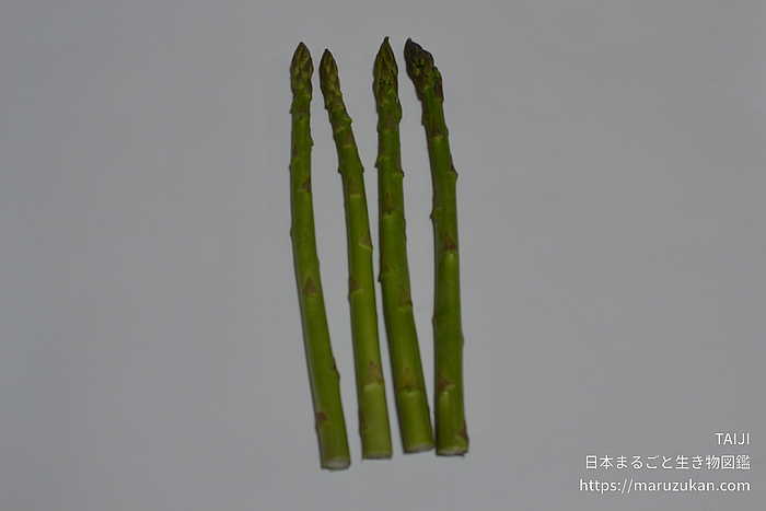 オランダキジカクシ