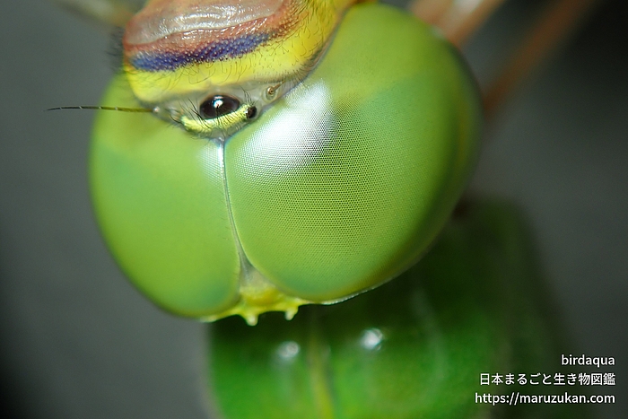ギンヤンマ