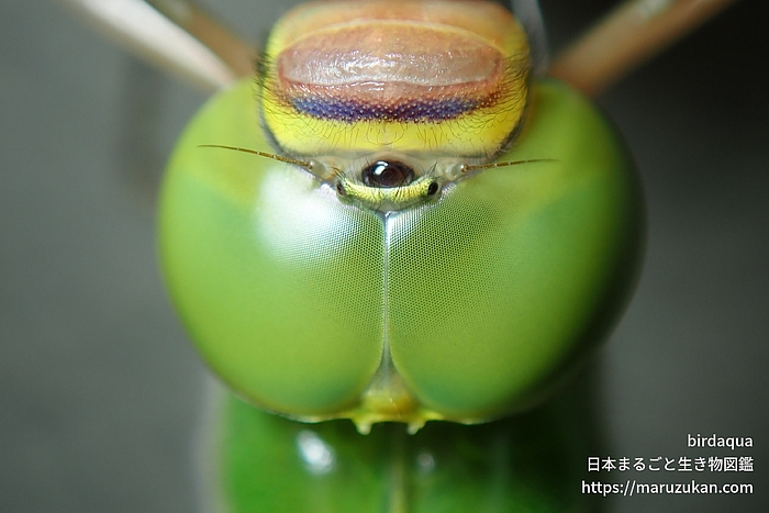 ギンヤンマ