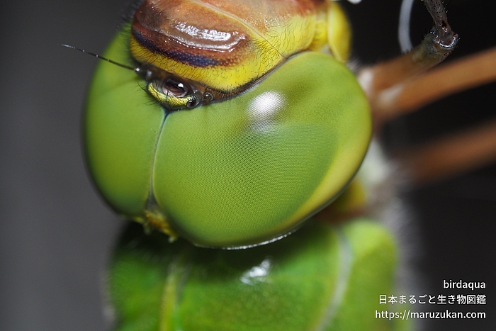 ギンヤンマ