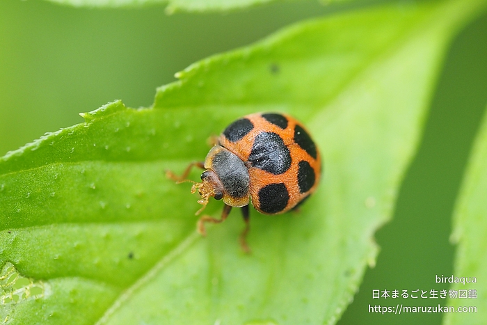 トホシテントウ