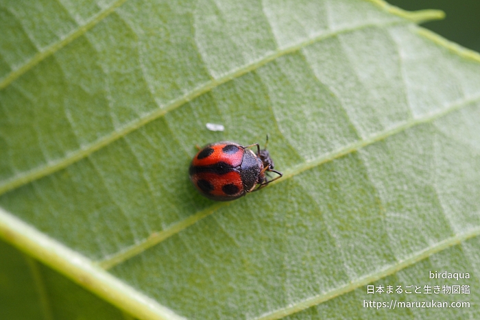 ヨツボシテントウ