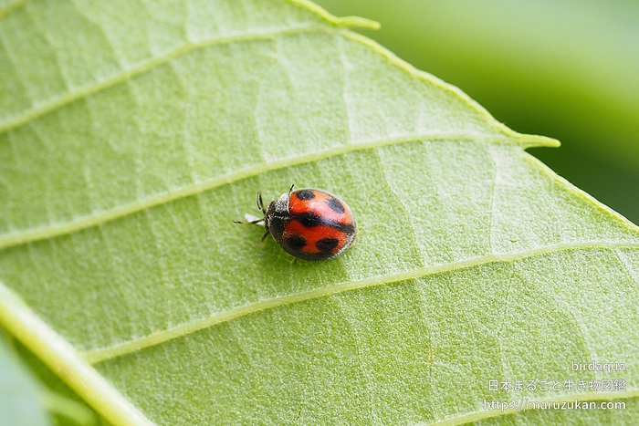 ヨツボシテントウ