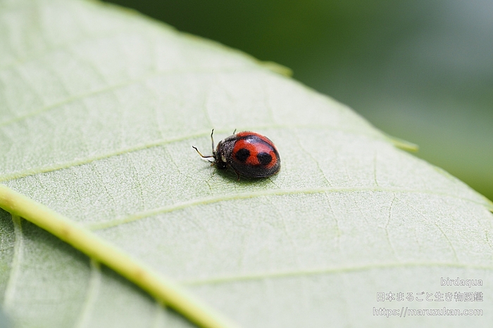 ヨツボシテントウ