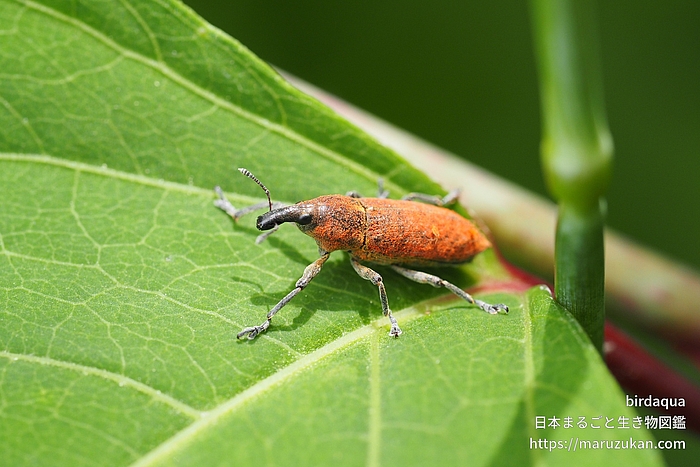カツオゾウムシ