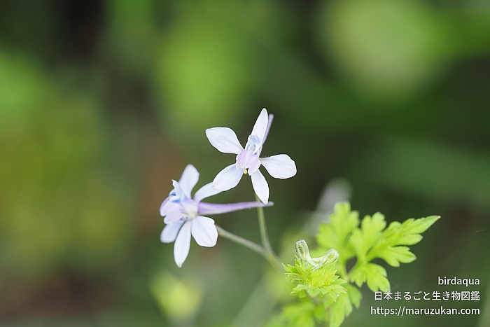 セリバヒエンソウ