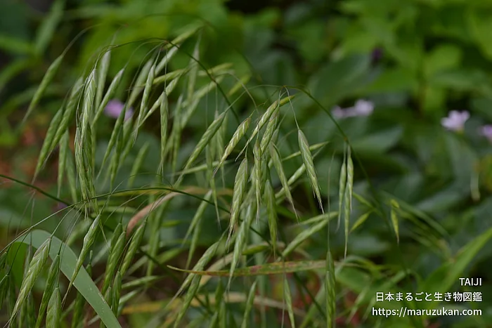 スズメノチャヒキ（花・実以外）の写真