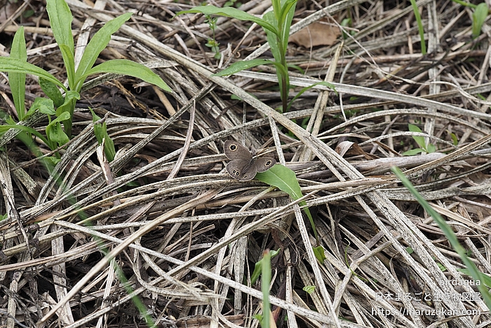 ヒメウラナミジャノメ
