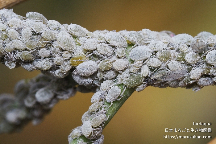 ダイコンアブラムシ