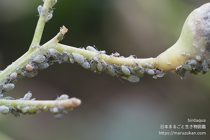 ダイコンアブラムシ