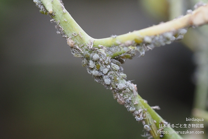 ダイコンアブラムシ