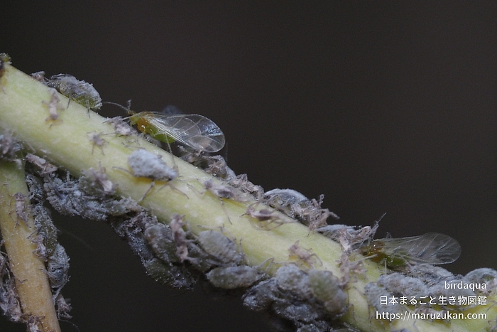 ダイコンアブラムシ